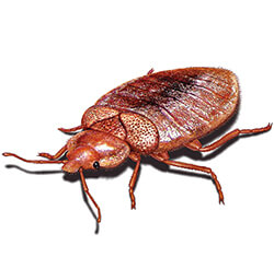 BedBug 1