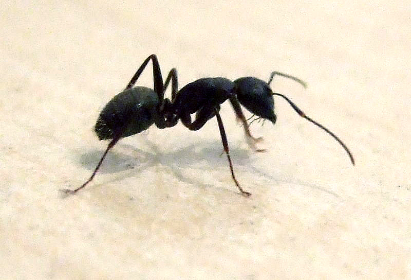 Black Carpenter Ant by Wikimedia Commons