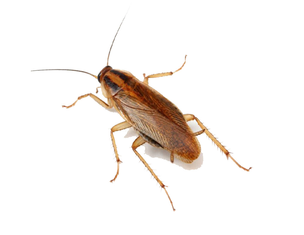 Cockroach Exterminator