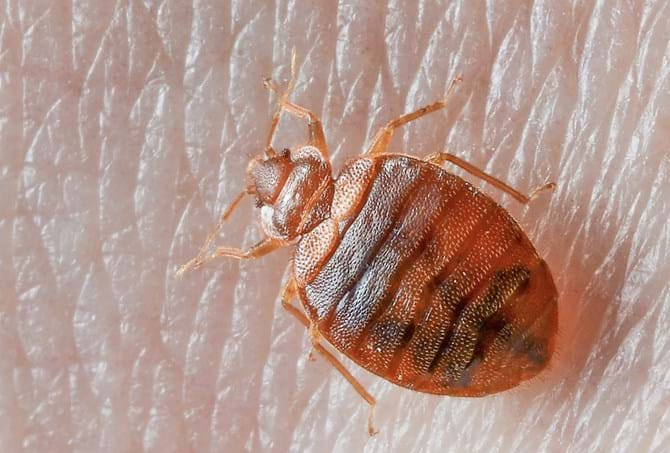 bed bug on skin