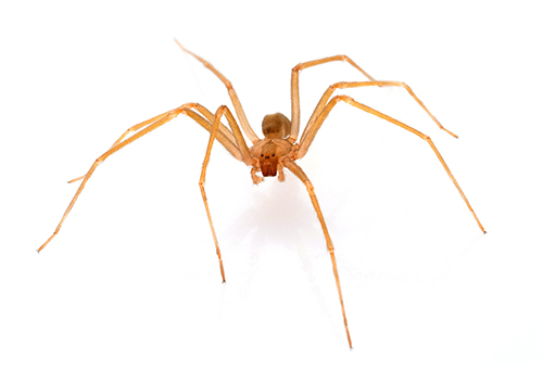 brown recluse spider 2019