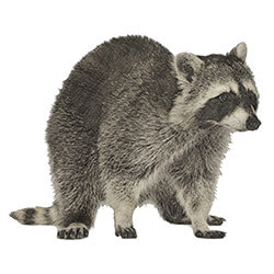 raccoon illustration 250x250 1