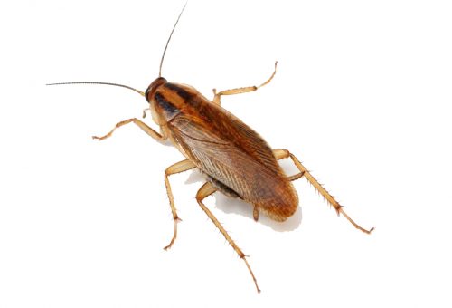 Cockroach Exterminator