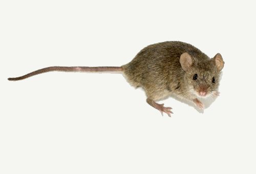 Mice mouse rat pest control exterminator 1