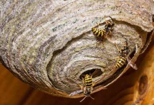 Wasp nest removal