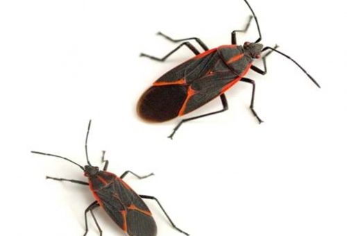 boxelder bug