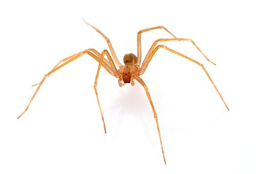 brown recluse spider 2019