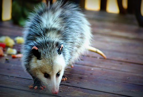 opossum removal wildlife pest control