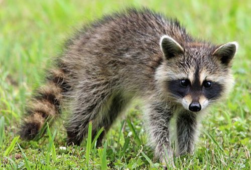 raccoon 1905528 3401 1 p28atprjhrk03voosjmesmdff02g0f5526a96o3fpk