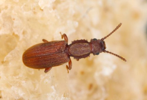 sawtooth grain beetle flour beetle indin meal