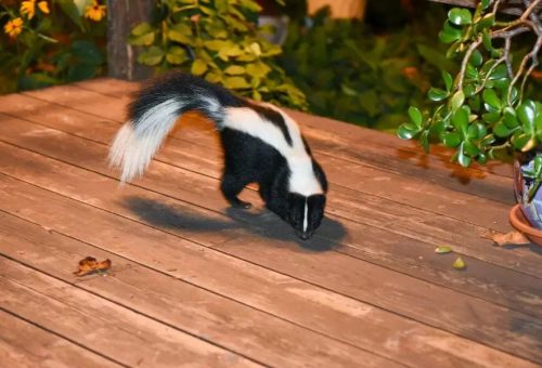 skunk removal wildlife pest control