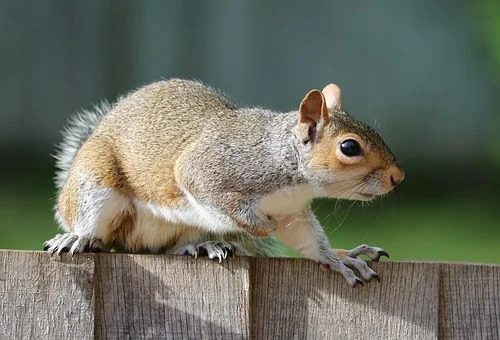 squirrel removal wildlife p28b6nzhnla82gvh655d5cq2248i2ak069v37ww5zc