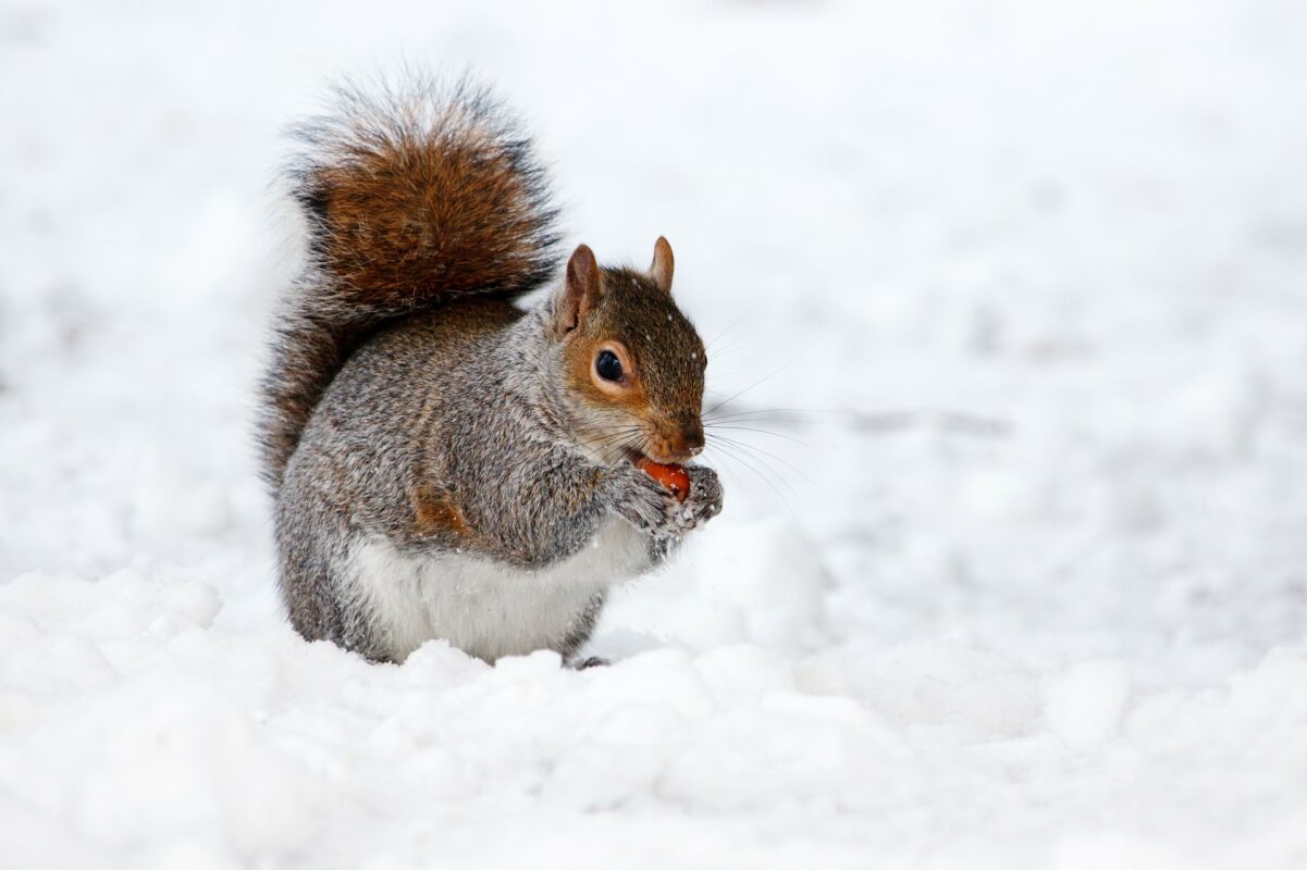 pest control whitby