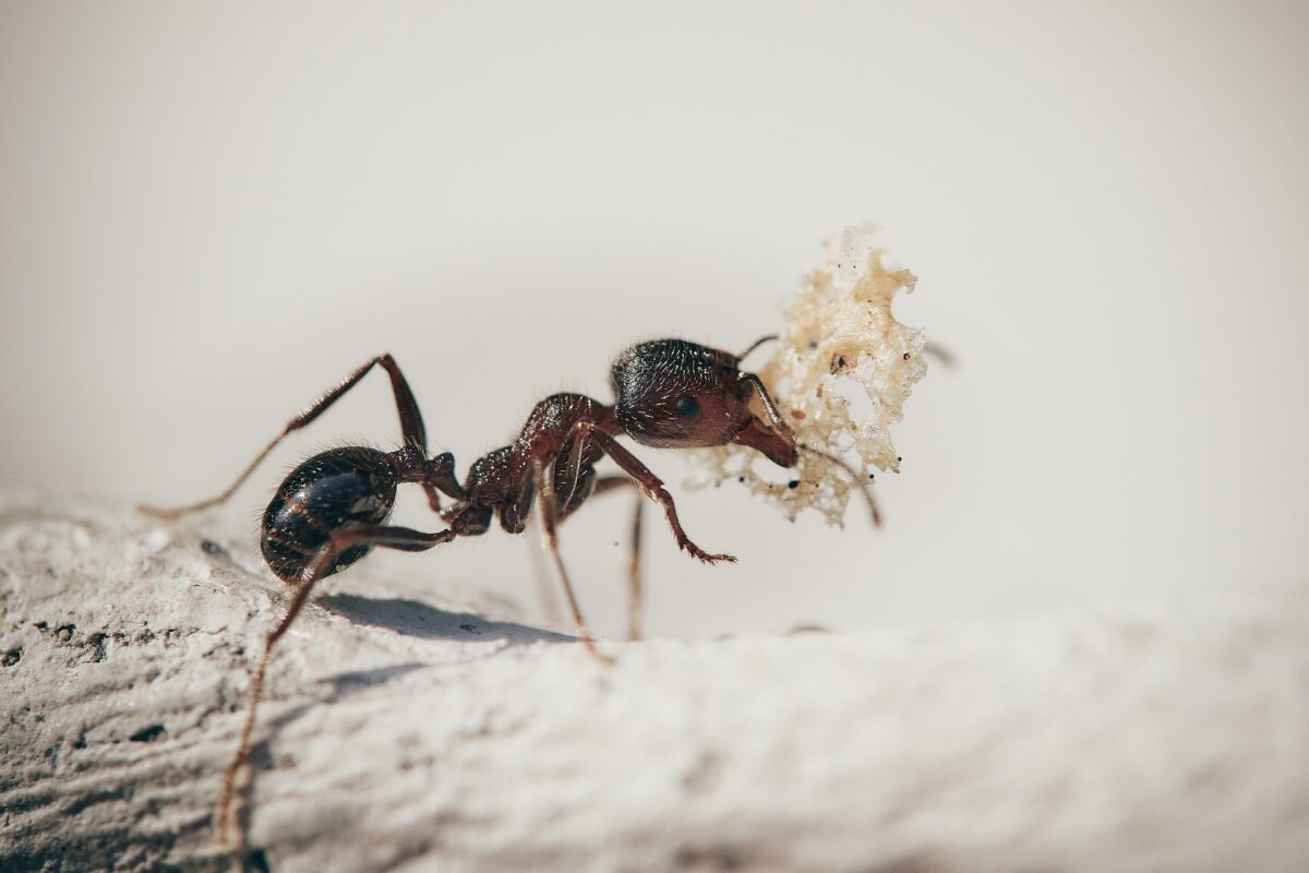 Top 5 Ways to Prevent Ants at Home