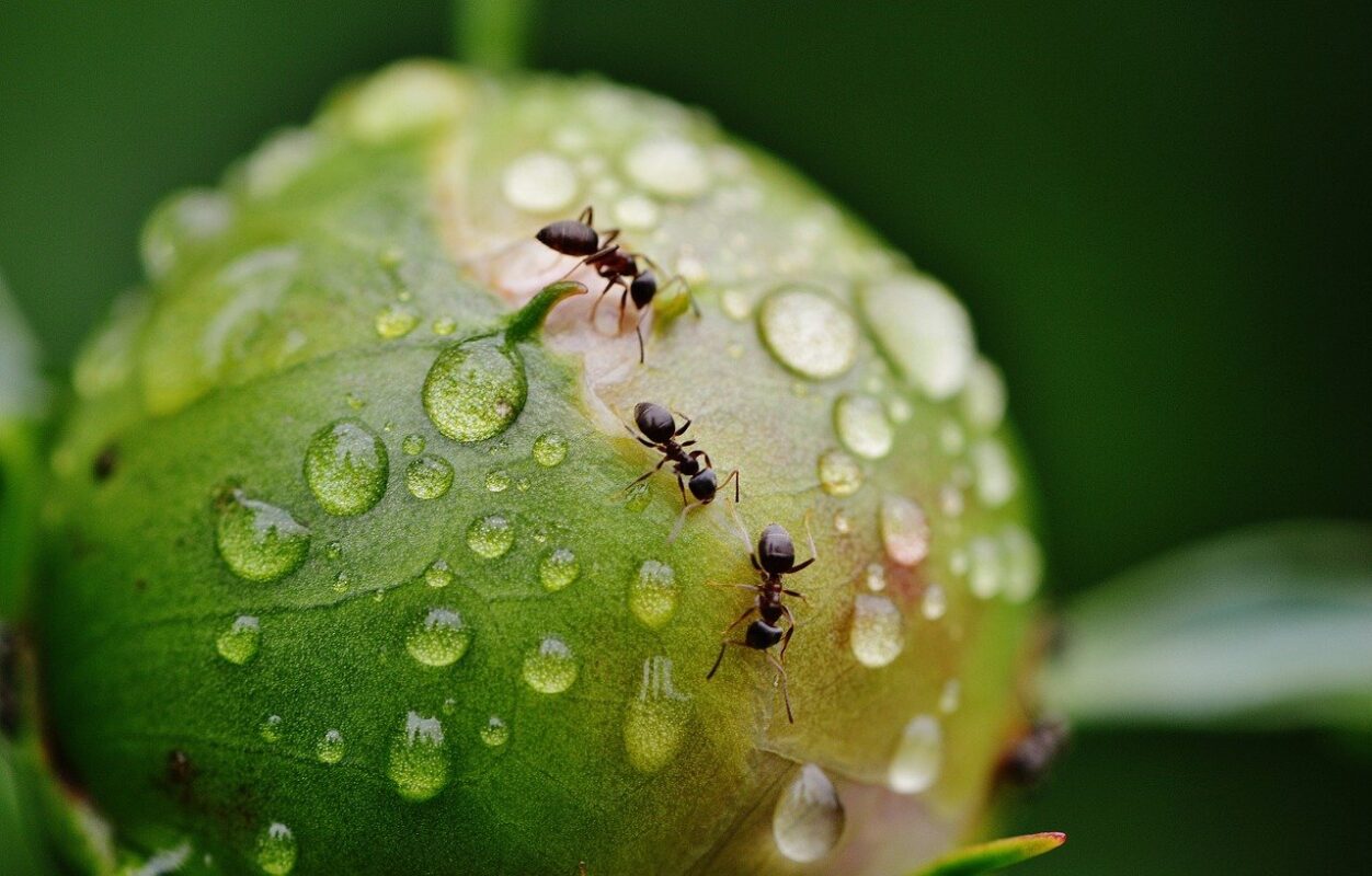 Top Ants in the Toronto Area Commonly Found Around Your Home