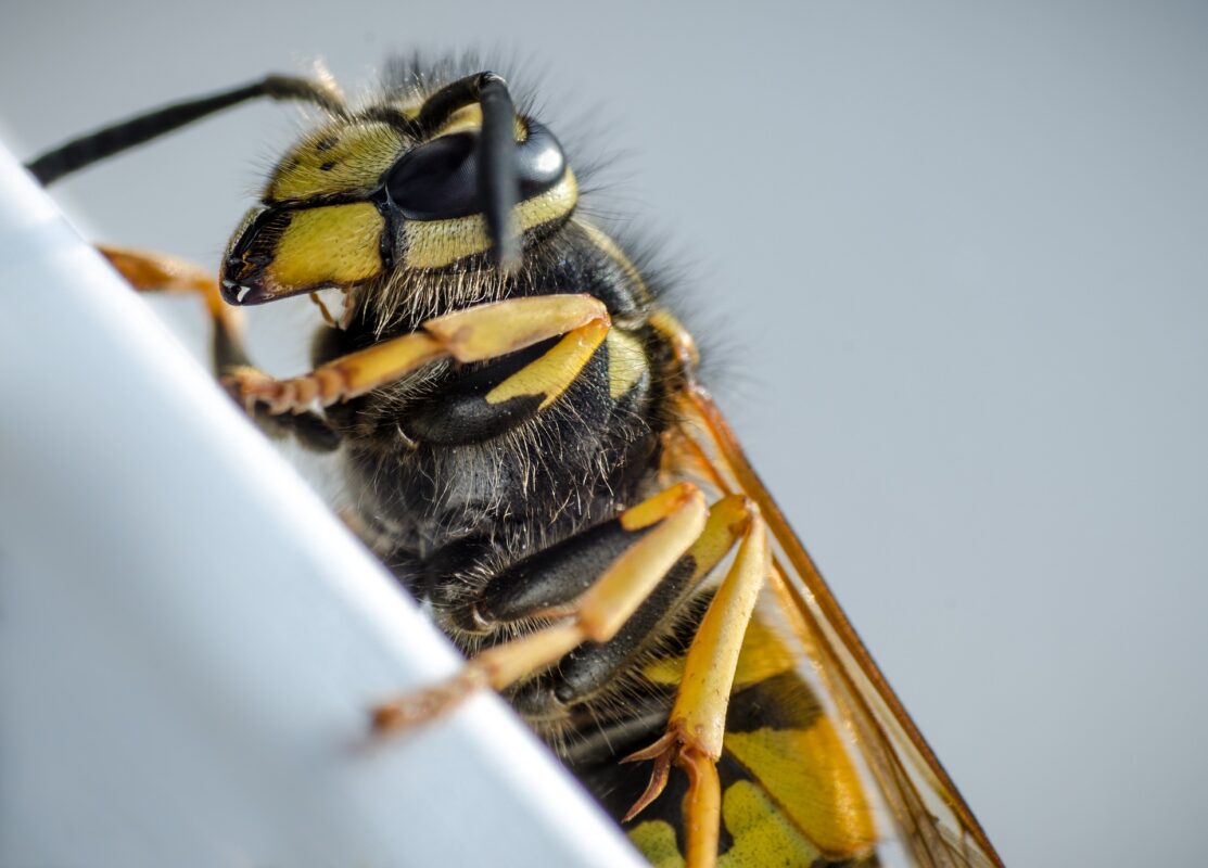 wasp control removal