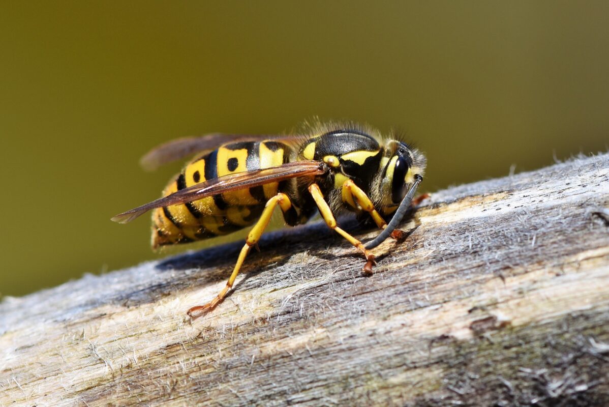 Why Consider Spring Wasp Control